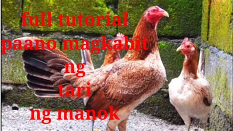 para saan ang tari ng manok|Paano Magkabit ng Tari sa Paa ng Manok (Tari .